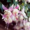 3 Fuchsias Résistants Au Gel Annabel