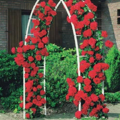 Rosier Grimpant Musimara -Pas Cher Vertuval Magasin 100356 2