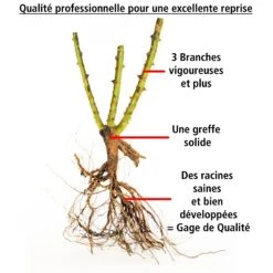 3 Rosiers Couvre-sol Mirato ® -Pas Cher Vertuval Magasin 100361 3