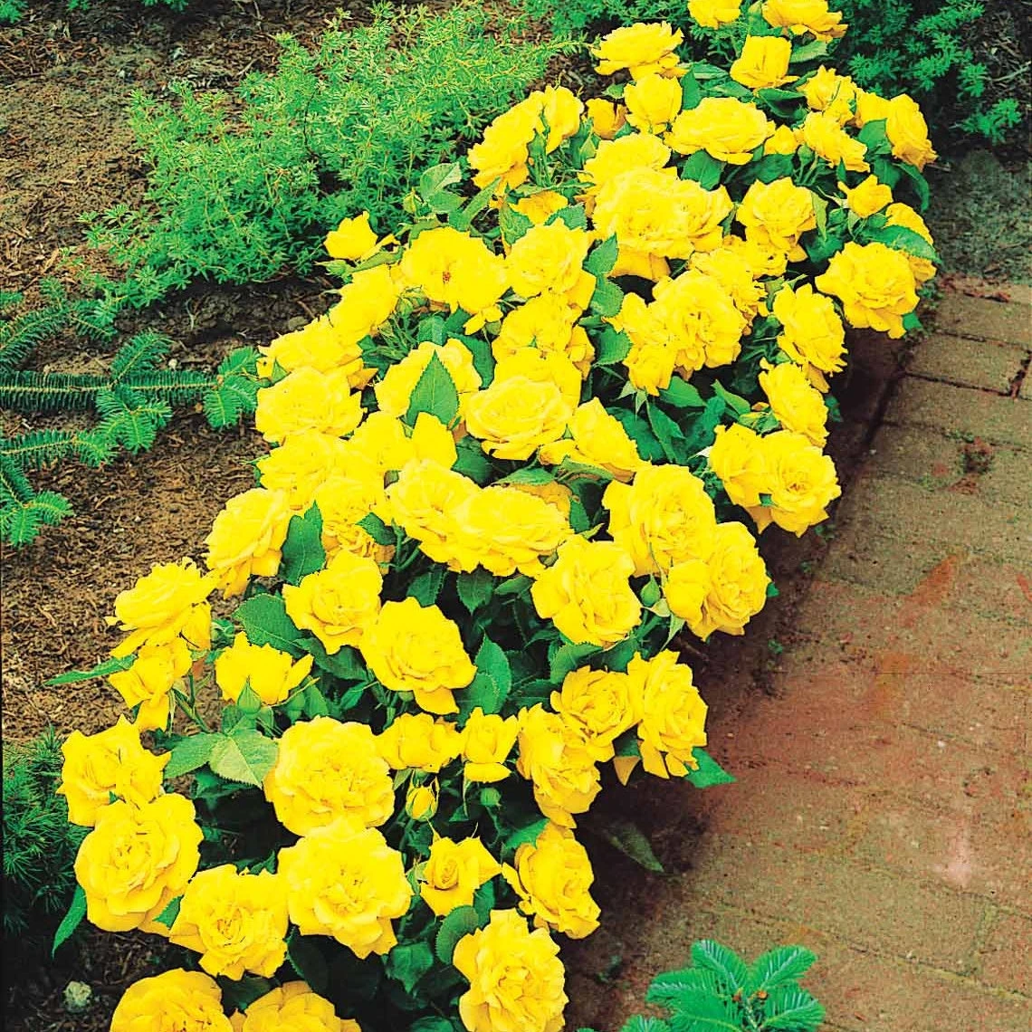 3 Mini-rosiers Randilla Jaune 1 3 Mini-rosiers Randilla Jaune