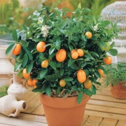 Kumquat -Pas Cher Vertuval Magasin 100395 1 1706611196534
