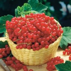 Groseillier Rouge Rovada -Pas Cher Vertuval Magasin 100397 4