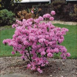 Rhododendron Précoce