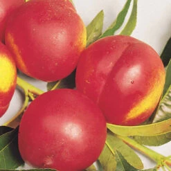 Nectarinier Nectared -Pas Cher Vertuval Magasin 100447 2