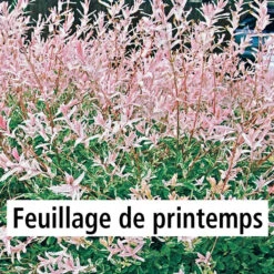 Saule Crevette Sur Tige -Pas Cher Vertuval Magasin 100470 3