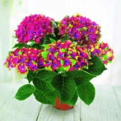 Hortensia Saxon ®