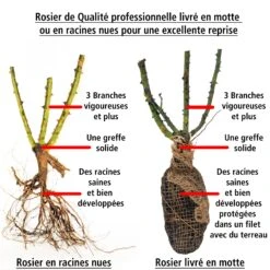 Rosier Buisson Grande Amore ® -Pas Cher Vertuval Magasin 100603 2 1706536742335