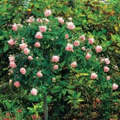 Rosier Cascade Rose Sur Tige -Pas Cher Vertuval Magasin 100634 3 1700226343886