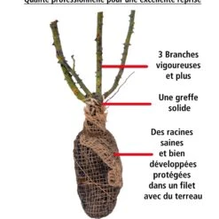 Rosier Anglais Fish Ausgreen ® 7 Rosier Anglais Fish Ausgreen ® -Pas Cher Vertuval Magasin 100658 3