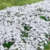 3 Phlox Mousse Blancs