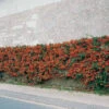 3 Pyracantha Saphyr Rouge
