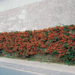 3 Pyracantha Saphyr Rouge