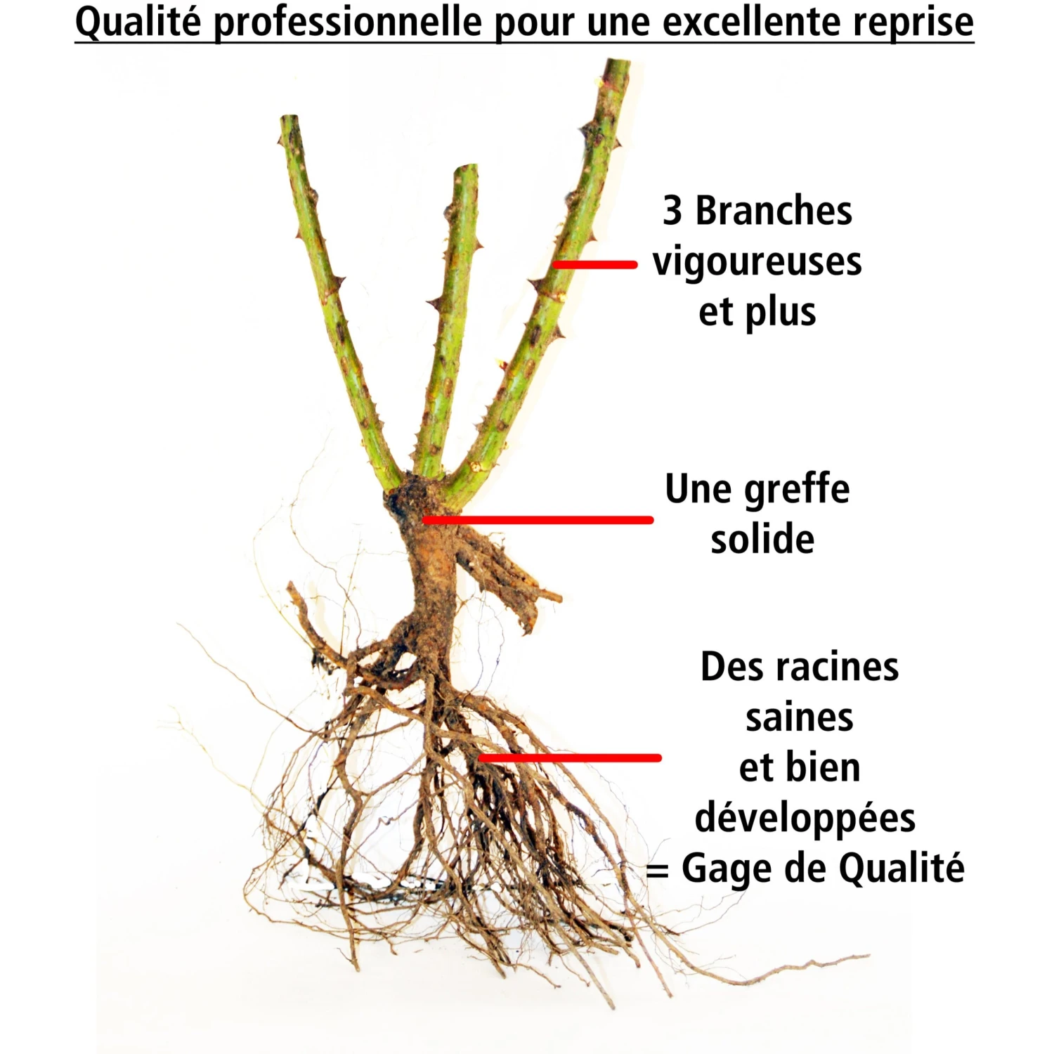 3 Rosiers à Massif La Minuette 2 3 Rosiers à Massif La Minuette – Image 2