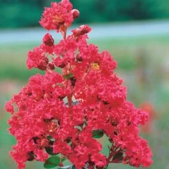 Lilas Des Indes Braise D'été ® Indybra