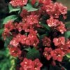 Weigelia Rouge Sur Tige