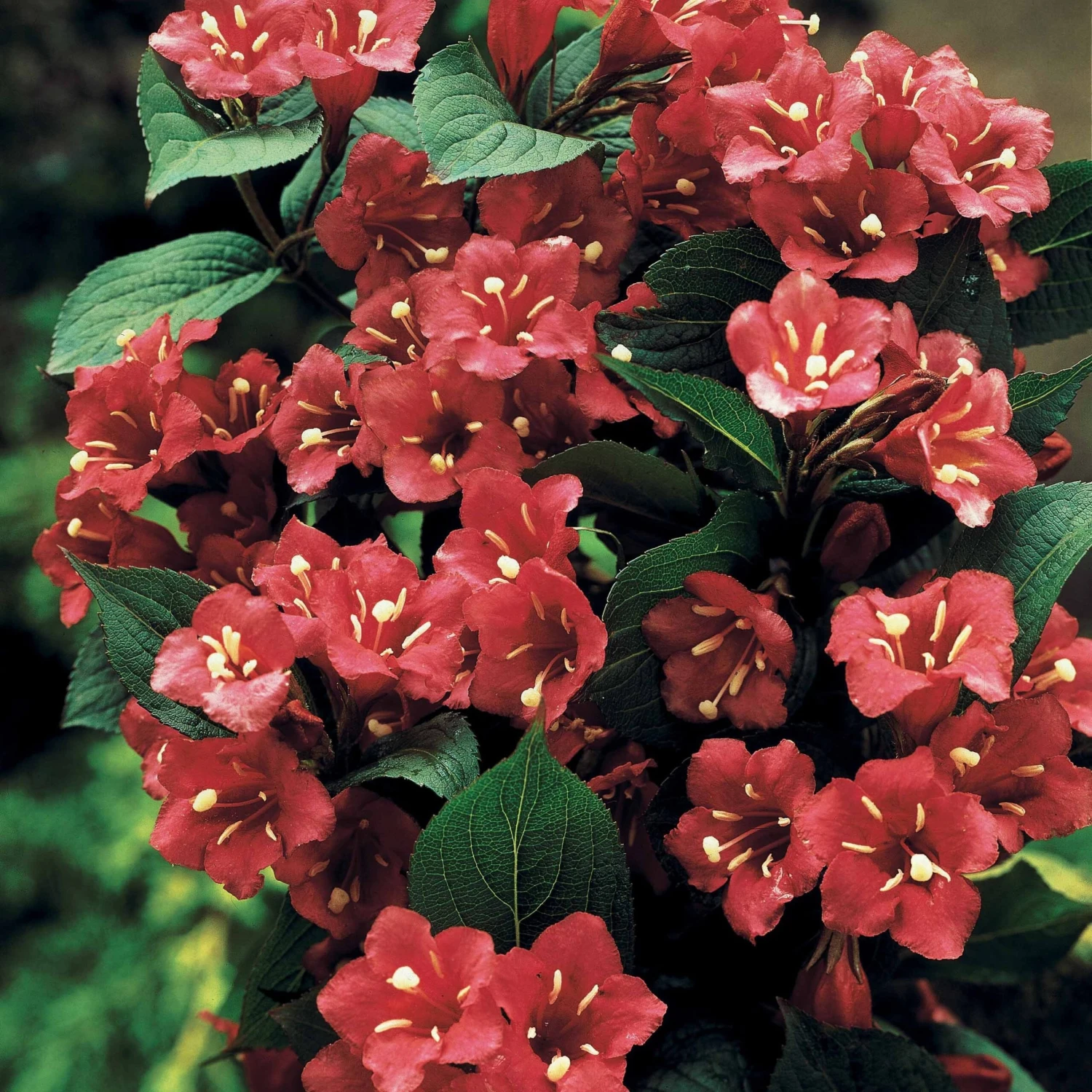 Weigelia Rouge Sur Tige 1 Weigelia Rouge Sur Tige