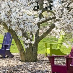 Magnolia étoilé -Pas Cher Vertuval Magasin 100983 2 1705583294804