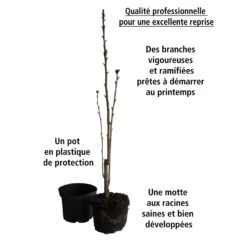 Lilas Des Indes Petit Pink -Pas Cher Vertuval Magasin 101069 4