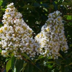 Lilas Des Indes Blanc -Pas Cher Vertuval Magasin 101070 2 1706101316582