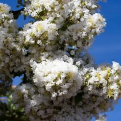 Lilas Des Indes Blanc -Pas Cher Vertuval Magasin 101070 3 1706101306838