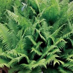 2 Fougères Plume D'autruche -Pas Cher Vertuval Magasin 101084 1 1700129188787