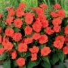 3 Sunpatiens Orange