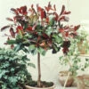 Photinia Red Robin Sur Tige