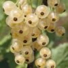 Groseillier White Pearl