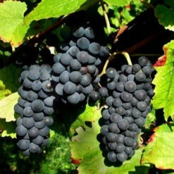 Produits populaires 5 Vigne Pinot