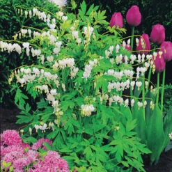 Coeur De Marie Blanc -Pas Cher Vertuval Magasin 101923 4 1706119581170