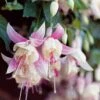 6 Fuchsias Résistants Au Gel En Mélange