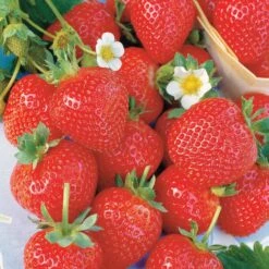 Collection 6 Mois De 60 Fraises : Savoureuse De Willemse, Mara Des Bois, Gariguette 5 Collection 6 Mois De 60 Fraises : Savoureuse De Willemse, Mara Des Bois, Gariguette -Pas Cher Vertuval Magasin 103742 2 1700128500230