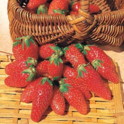 Collection 6 Mois De 60 Fraises : Savoureuse De Willemse, Mara Des Bois, Gariguette 6 Collection 6 Mois De 60 Fraises : Savoureuse De Willemse, Mara Des Bois, Gariguette -Pas Cher Vertuval Magasin 103742 3 1700128508503