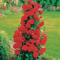 Collection De 4 Rosiers Arbustes : Shalom, Korbin, Westerland, Handel 9 Collection De 4 Rosiers Arbustes : Shalom, Korbin, Westerland, Handel -Pas Cher Vertuval Magasin 103797 2