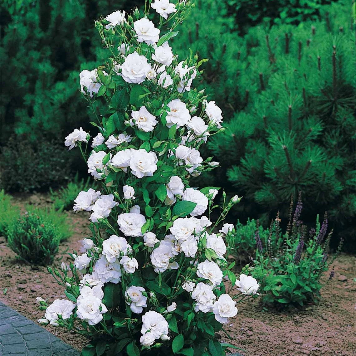 Collection De 4 Rosiers Arbustes : Shalom, Korbin, Westerland, Handel 5 Collection De 4 Rosiers Arbustes : Shalom, Korbin, Westerland, Handel – Image 5