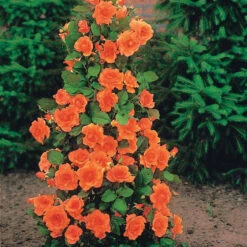 Collection De 4 Rosiers Arbustes : Shalom, Korbin, Westerland, Handel 8 Collection De 4 Rosiers Arbustes : Shalom, Korbin, Westerland, Handel -Pas Cher Vertuval Magasin 103797 5