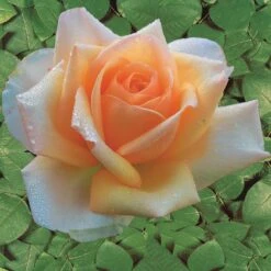 Collection De 4 Rosiers : Whisky, Malaga, Lune Bleue, Magie Parfum -Pas Cher Vertuval Magasin 103833 2