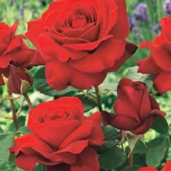 Collection De 4 Rosiers : Whisky, Malaga, Lune Bleue, Magie Parfum -Pas Cher Vertuval Magasin 103833 3