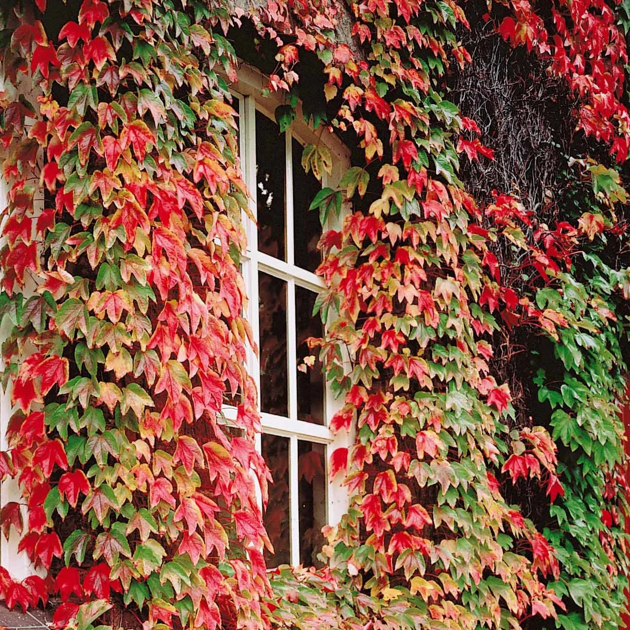 Collection De 3 Grimpantes : Chèvrefeuille, Clématite, Vigne Vierge 4 Collection De 3 Grimpantes : Chèvrefeuille, Clématite, Vigne Vierge – Image 4