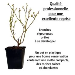 Collection De 4 Arbustes à Fruits Vitaminés -Pas Cher Vertuval Magasin 104035 1