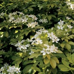 Collection De 2 Arbustes : érable Pourpre Et Oranger Du Mexique Doré 9 Collection De 2 Arbustes : érable Pourpre Et Oranger Du Mexique Doré -Pas Cher Vertuval Magasin 104037 4 1705068192214