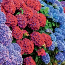 Collection De 4 Hortensias Rouges Et Bleus