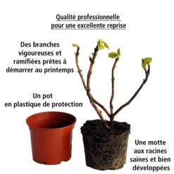 Collection De 4 Hortensias Rouges Et Bleus -Pas Cher Vertuval Magasin 104056 4 1706546299247