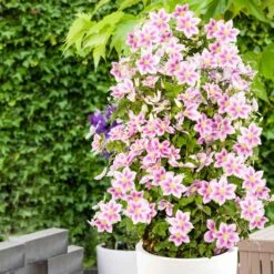 Collection De 3 Grimpantes : Chèvrefeuille, Clématite, Vigne Vierge 6 Collection De 3 Grimpantes : Chèvrefeuille, Clématite, Vigne Vierge -Pas Cher Vertuval Magasin 12152 00 BAKIE 5173e1a0 aeb7 43b4 aa32 9af48e683088 1704898652474