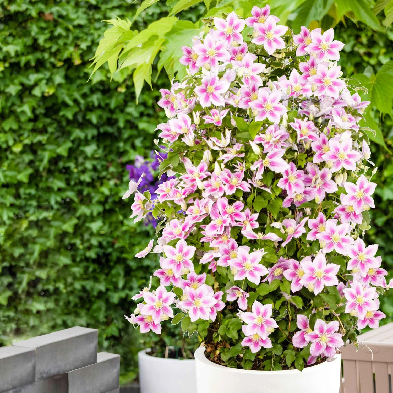 Collection De 3 Grimpantes : Chèvrefeuille, Clématite, Vigne Vierge 3 Collection De 3 Grimpantes : Chèvrefeuille, Clématite, Vigne Vierge – Image 3