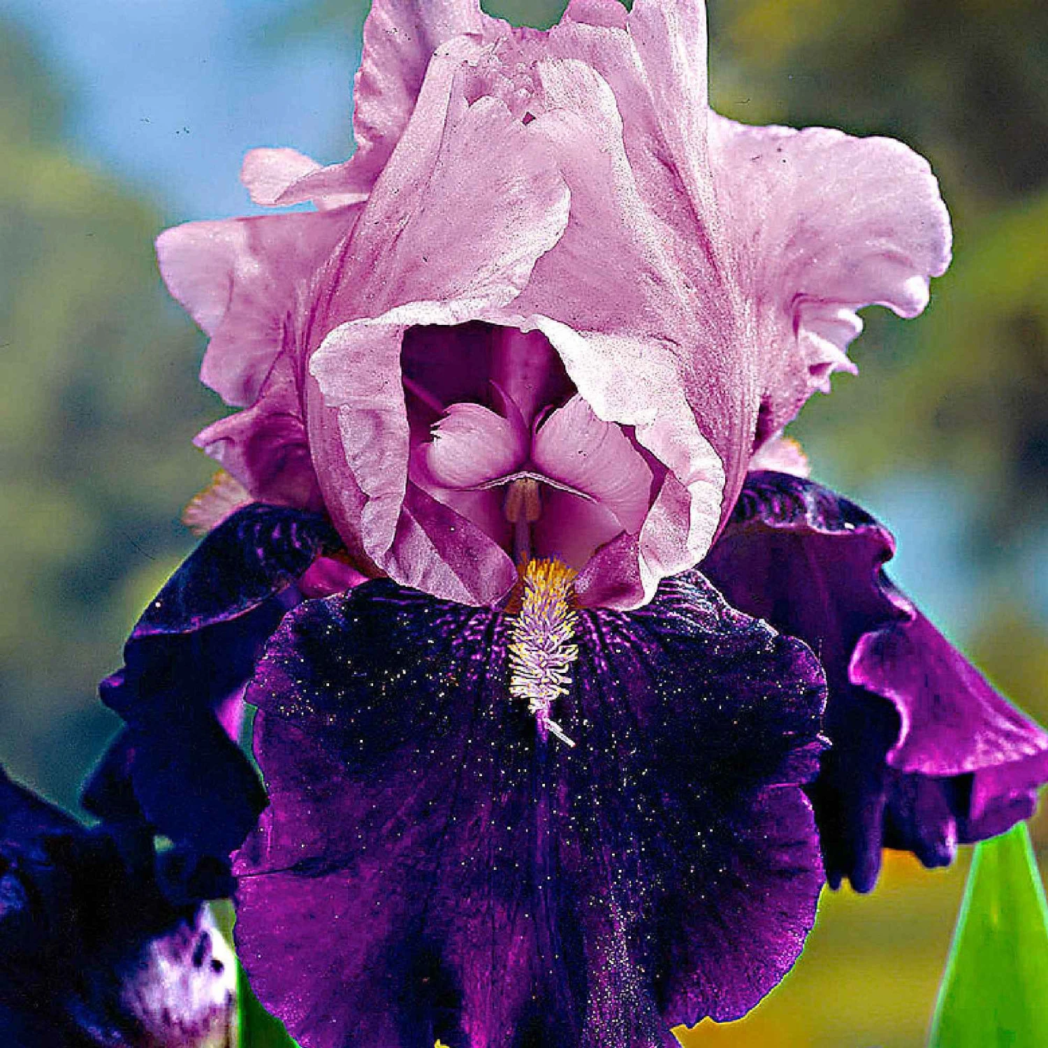 5 Iris Des Jardins Magic Melange En Mélange 2 5 Iris Des Jardins Magic Melange En Mélange – Image 2