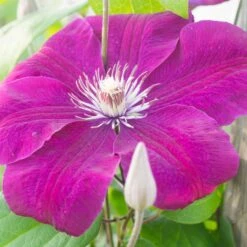 Clématite Rouge Cardinal -Pas Cher Vertuval Magasin 41452 5