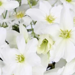 Clématite Avalanche -Pas Cher Vertuval Magasin 62261 3