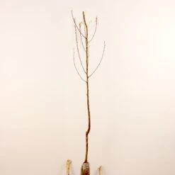 Prunier Reine Victoria -Pas Cher Vertuval Magasin 63230 10