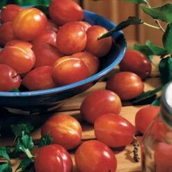 Prunier Reine Victoria -Pas Cher Vertuval Magasin 63230 2